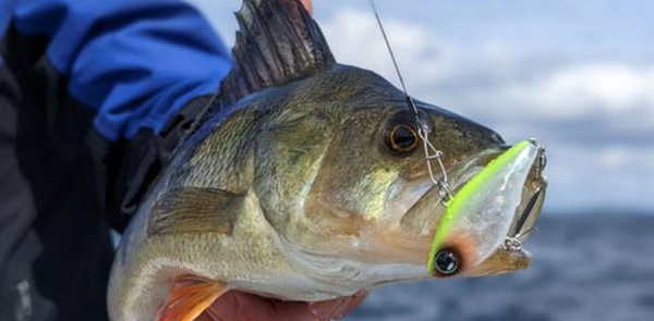 Clôture à Dakhla de la 1ère édition de la compétition nationale et internationale de pêche sportive