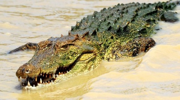 Le crocodile marin ne dort que d’un œil