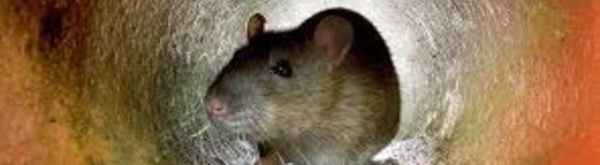 Insolite : Plaintes contre les rats à New York