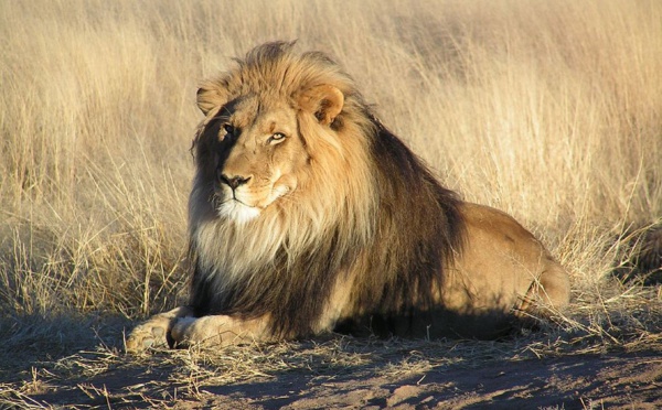 La moitié des lions d’Afrique pourrait  disparaître d’ici 20 ans