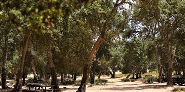 Rencontre à Oujda sur l’agroforesterie et les perspectives de son développement dans l’Oriental