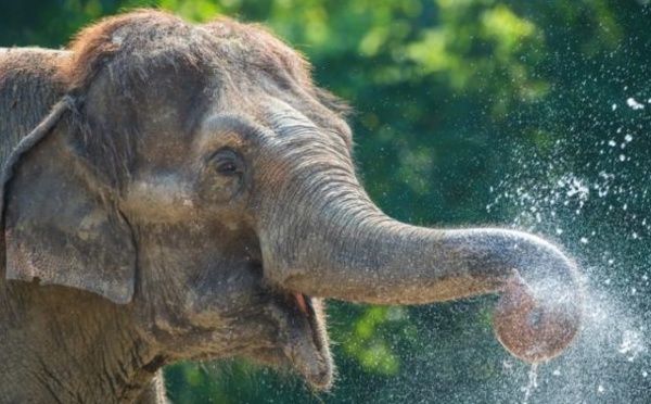 Pourquoi les gros animaux fabriquent les plus petits spermatozoïdes ?