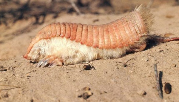Insolite : Le tatou tronqué, une créature aussi étrange qu’insaisissable