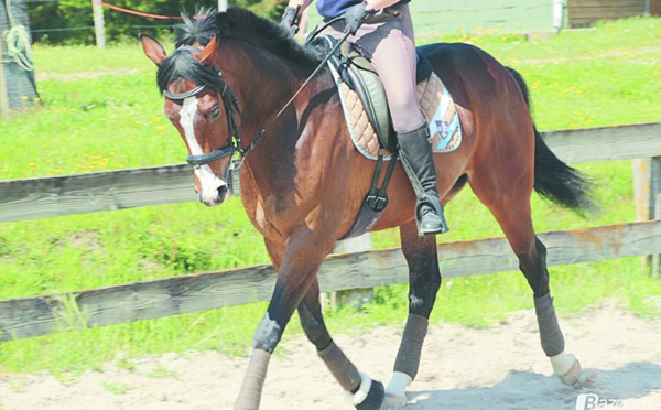Le cheval Arkaitz remporte  le Grand prix de Sa Majesté le Roi Mohammed VI du pur-sang anglais