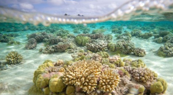 La perle de Tahiti, joyau vulnérable face au réchauffement de l'océan