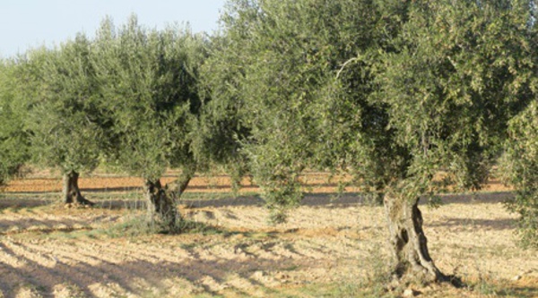 Le changement climatique menace l’“or vert” tunisien