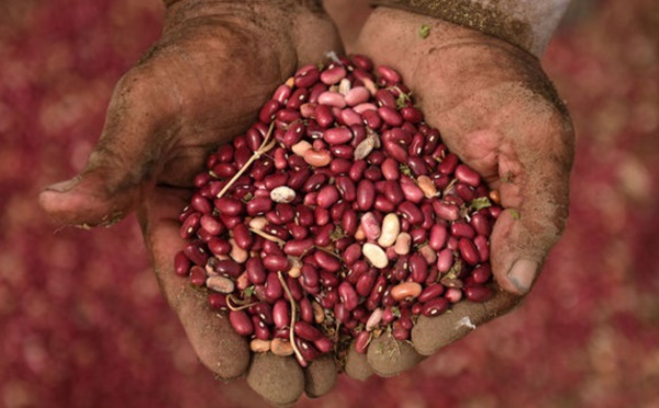 Des haricots magiques défient la sécheresse en Amérique centrale