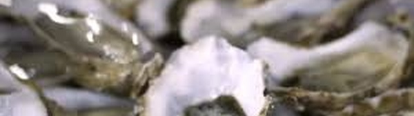 Jamâa Ouled Ghanem-Dar Lhamra: Levée de l'interdiction sur le ramassage et la commercialisation des huîtres collectées