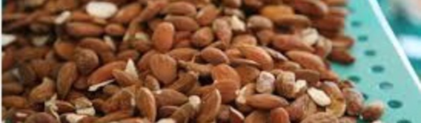 Le circuit de commercialisation des amandes serait désorganisé