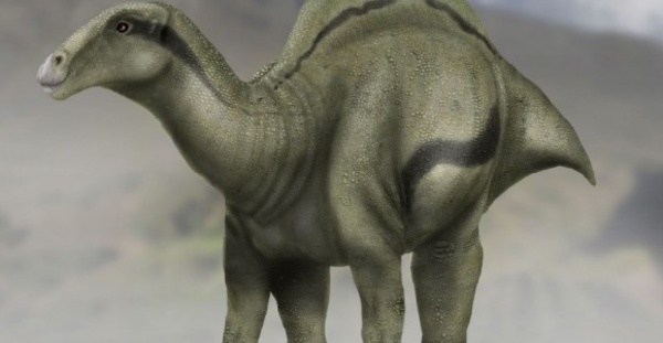 Découverte d’un nouveau dinosaure portant une voile sur le dos
