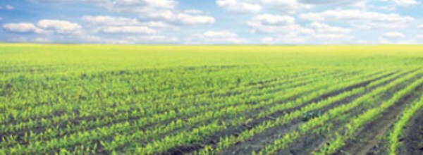 Adoption du projet de Plan comptable agricole