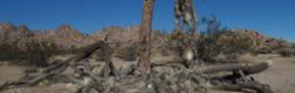 De grands arbres menacés par la sécheresse en Californie