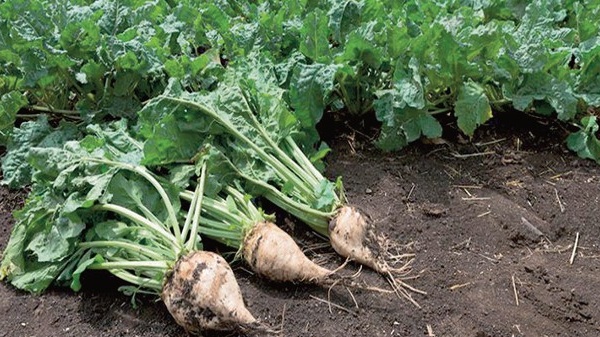 Betterave sucrière à Doukkala : Les espoirs des producteurs ravivés par les dernières précipitations