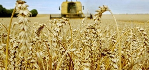 Campagne agricole 2024-2025 : La récolte céréalière prévue à 44 Mqx