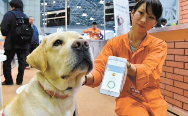 Un collier pour savoir ce que pensent les chiens et les chats