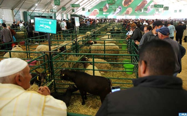 SIAM 2025 : Les meilleurs éleveurs primés lors des concours de sélection des animaux exposés