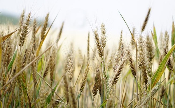 Campagne agricole : Hausse prévisionnelle de 41% de la récolte céréalière
