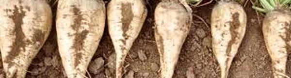 Début de la campagne d’usinage des cultures sucrières dans le Gharb