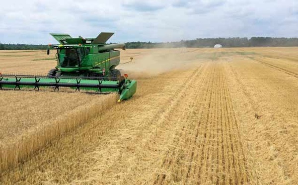 Des perspectives mitigées pour la production de blé en Afrique du Nord