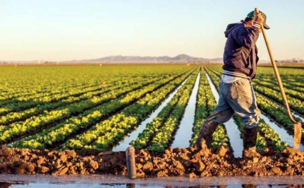 Petits agriculteurs, les grands oubliés du Plan Maroc Vert : Engraisser les gros Laminer les plus méritants
