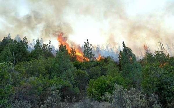 Incendies de forêt : Baisse de 86% des surfaces touchées en 2024