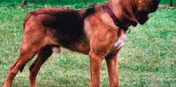 Saint-Hubert, une race de chien utilisée par la police cynotechnique pour retrouver les personnes portées disparues