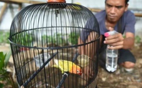 Des milliers d'oiseaux exotiques menacés dans des forêts pillées en Indonésie