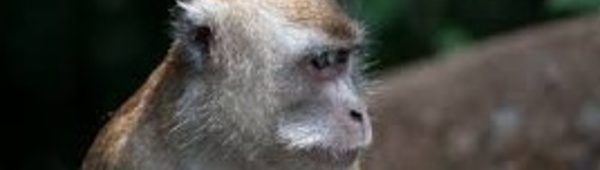 Des singes autistes, made in China
