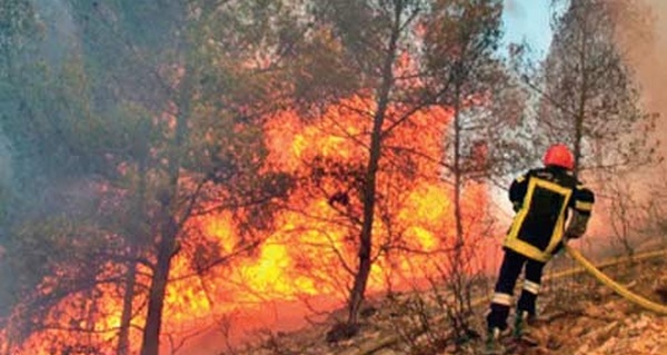 Incendie dans la forêt de Houara : Arrestation d'un individu soupçonné d'incendie volontaire