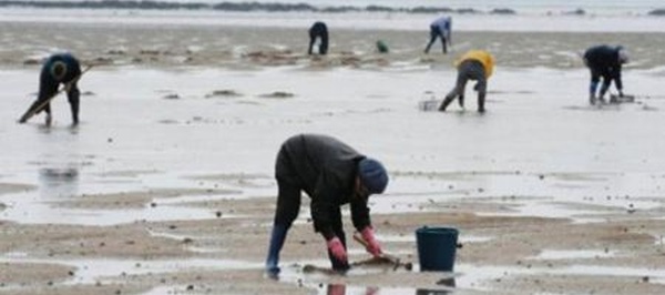 Pêche maritime : Levée de l'interdiction sur le ramassage et la commercialisation du vernis collecté au niveau de Targha-Chmaâla, d'Amtar Est-Jebha et de Jnane Niche-Amtar Ouest
