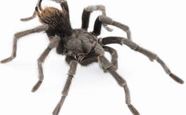 Une araignée du nom de Johnny Cash