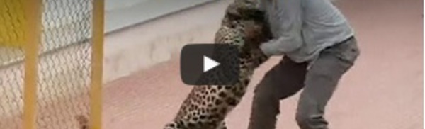 Leopard attack in India