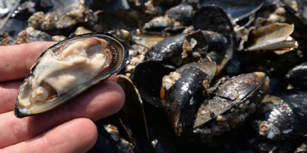 Essaouira : interdiction de la récolte et de la commercialisation des moules issues de Oum Toyour Chouika