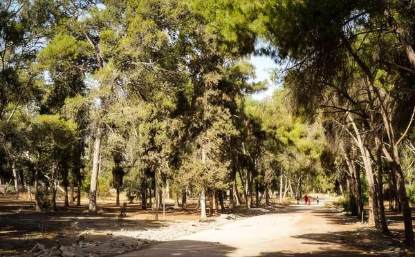 La DGSN accorde une importance particulière aux efforts de lutte contre les crimes portant atteinte au patrimoine forestier