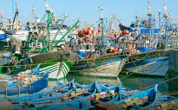 Port de Tan-Tan : Nette hausse des débarquements de la pêche à fin mai