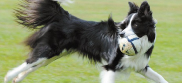 Insolite : Comment mesurer l'intelligence du chien