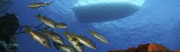 Le bruit des bateaux double la mortalité des poissons