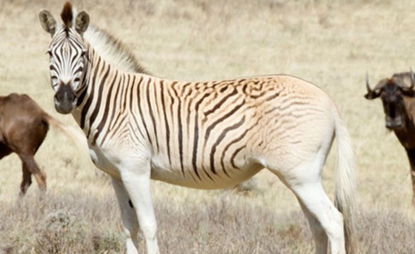Le retour du “quagga”, animal éteint puis ressuscité en Afrique du Sud