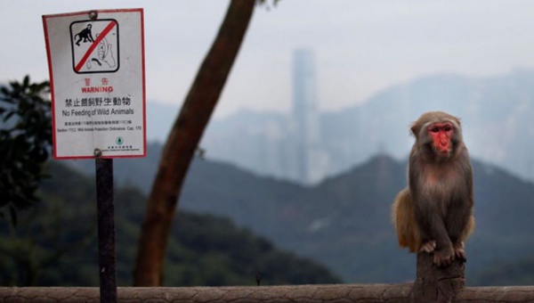 C'est l'année du singe mais à Hong Kong, les macaques agacent
