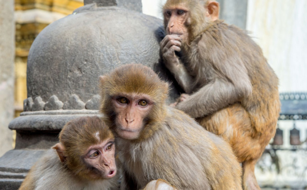 C'est l'année du singe mais à Hong Kong, les macaques agacent