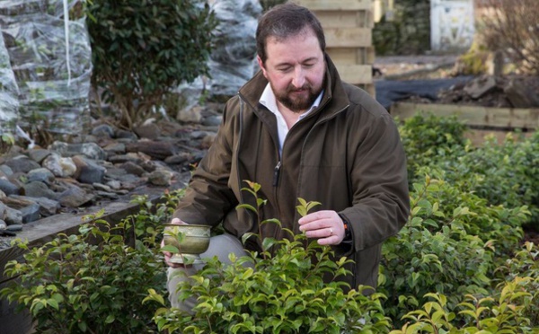 En Ecosse, un thé d’exception pousse au pied des Highlands