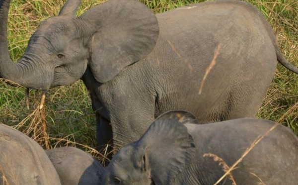 Dans la Garamba se joue une guerre pour la survie des éléphants