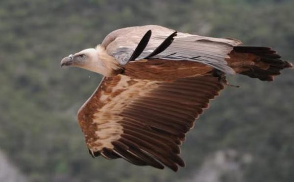 Protection de la faune sauvage : Un vautour sauvé et relâché dans un site naturel approprié à Jerada