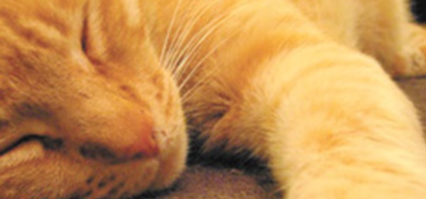 Insolite : ça ronronne pour les chats