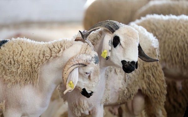Augmentation des effectifs du cheptel marocain