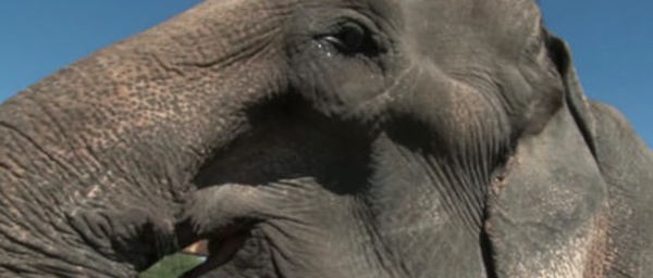 La retraite de l’éléphant Thong Kam