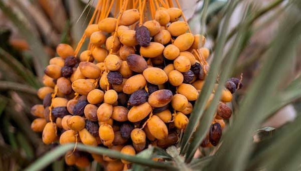 Filière phoénicicole: la récolte débute à Tafilalet sous de bons auspices
