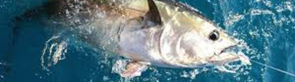 Nouvelle zone de reproduction des thons rouges  dans l'Atlantique