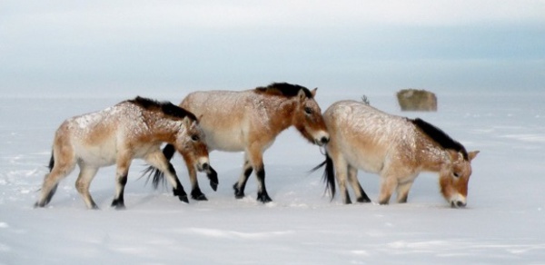 Le dernier cheval sauvage du monde de retour en Russie