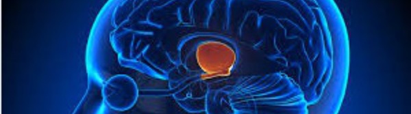 De petites neurones pour inhiber la douleur